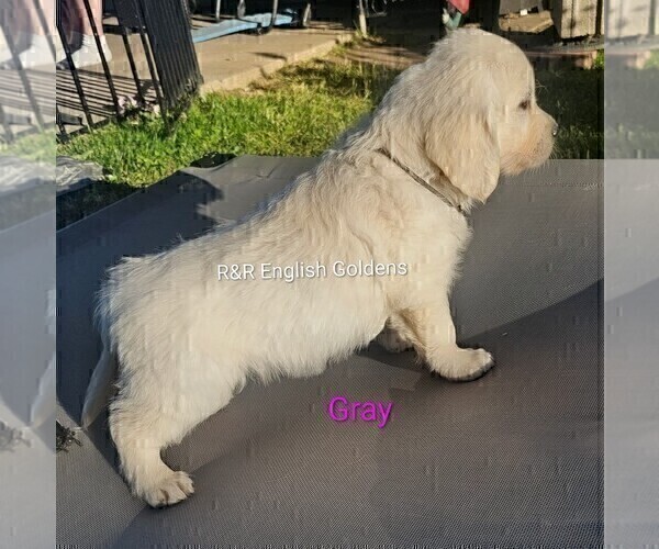 Medium Photo #10 English Cream Golden Retriever Puppy For Sale in BROWNSTOWN, MI, USA