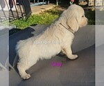 Small #9 English Cream Golden Retriever