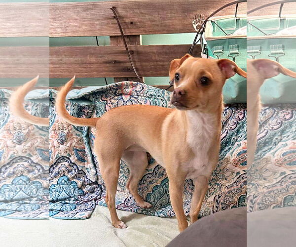 Medium Photo #2 Chihuahua-Unknown Mix Puppy For Sale in Corona, CA, USA