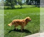 Small Photo #1 Golden Retriever Puppy For Sale in LIME SPRINGS, IA, USA