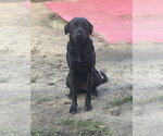 Small #1 Boxer Mix