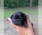Puppy Boy 2 Pug