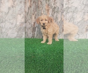 Goldendoodle (Miniature) Puppy for sale in INDIANAPOLIS, IN, USA