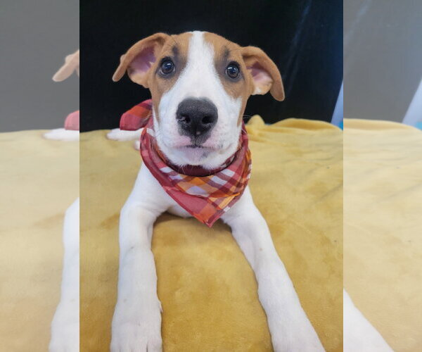 Medium Photo #2 Borador Puppy For Sale in Mt. Laurel, NJ, USA