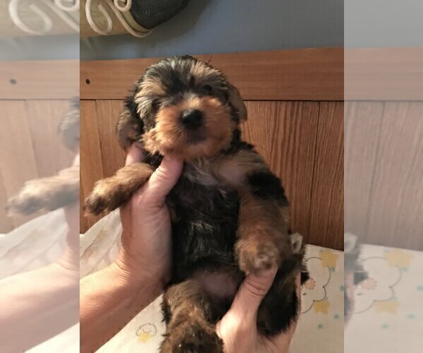 Medium Photo #6 Yorkshire Terrier Puppy For Sale in BUNNELL, FL, USA