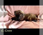 Small Photo #3 Mastiff Puppy For Sale in GALLOWAY, OH, USA