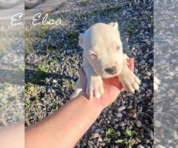 Medium Photo #1 American Pit Bull Terrier Puppy For Sale in FARMINGTON, NM, USA