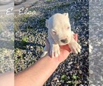 little bullys - Female American Pit Bull Terrier Puppy for Sale - Small photo