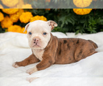 Puppy Winnie Olde English Bulldogge