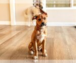 Small #12 American Staffordshire Terrier-German Shepherd Dog Mix
