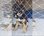 Small Photo #3 German Shepherd Dog Puppy For Sale in HESPERIA, CA, USA