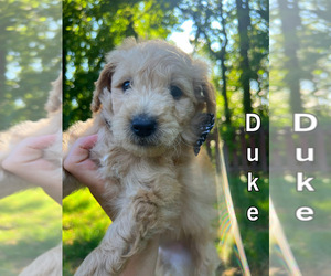 Goldendoodle (Miniature) Puppy for sale in SHERMAN, IL, USA