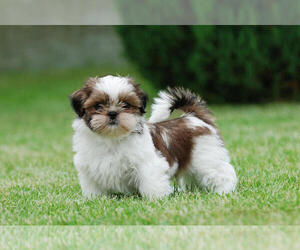 Shih Tzu Puppy for sale in LEBANON, OR, USA