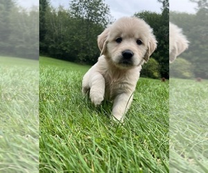 Golden Retriever Puppy for sale in MANNSVILLE, NY, USA