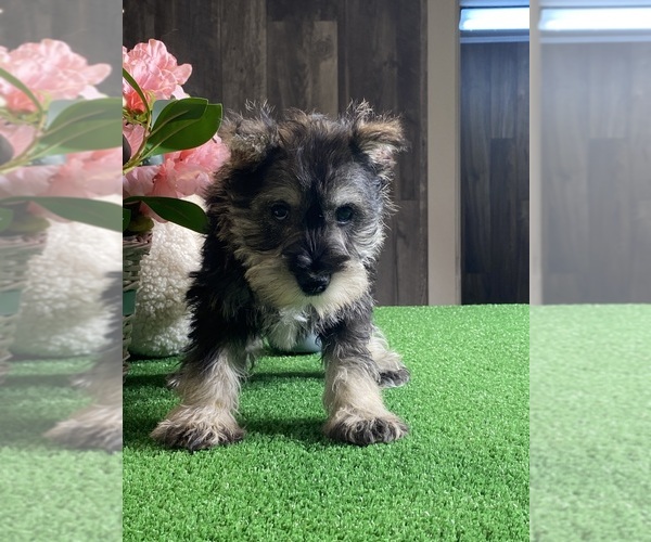 Medium Photo #1 Schnauzer (Miniature) Puppy For Sale in CANOGA, NY, USA