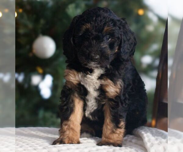 Medium Photo #1 Bernedoodle (Miniature) Puppy For Sale in NEW HOLLAND, PA, USA