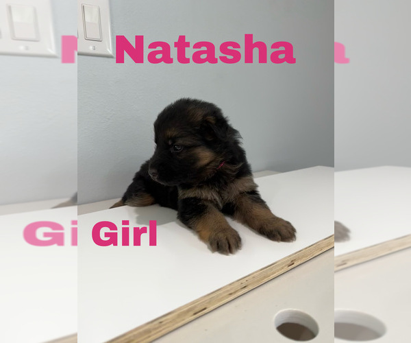 Medium Photo #2 German Shepherd Dog Puppy For Sale in WEBBERVILLE, TX, USA