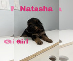 Small Photo #2 German Shepherd Dog Puppy For Sale in WEBBERVILLE, TX, USA