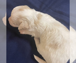Small Photo #4 Maltipoo Puppy For Sale in JASPER, GA, USA