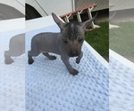 Small Photo #3 Xoloitzcuintli (Mexican Hairless) Puppy For Sale in SACRAMENTO, CA, USA