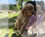 Small #2 Golden Retriever
