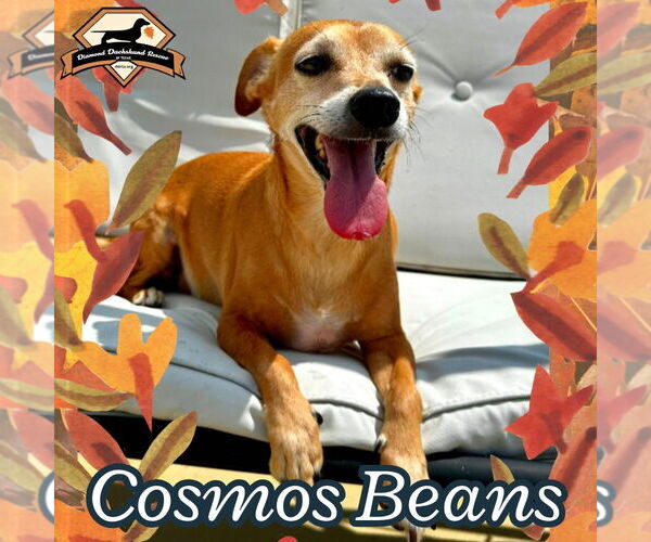 Medium Photo #4 Chiweenie Puppy For Sale in San Antonio, TX, USA