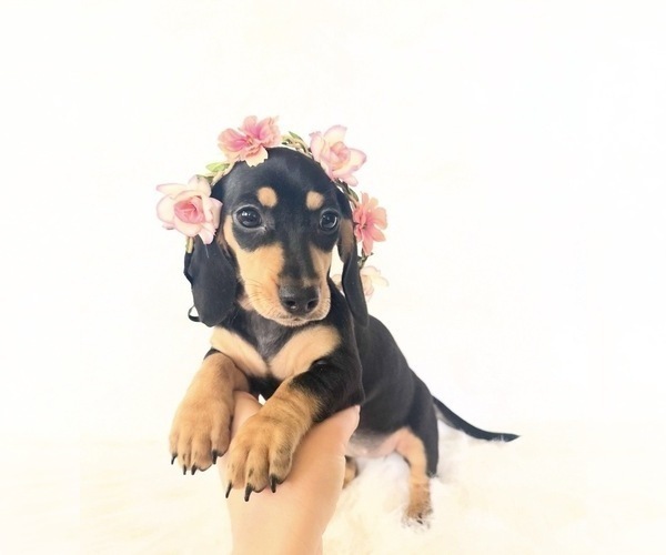 Medium Photo #1 Dachshund Puppy For Sale in DAVIS, CA, USA