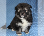 Small Photo #5 Pomsky Puppy For Sale in DENTON, TX, USA