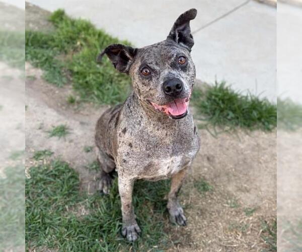 Medium Photo #1 Mutt Puppy For Sale in Modesto, CA, USA