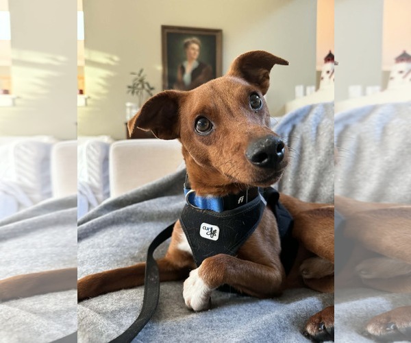 Medium Photo #2 Australian Shepherd-Whippet Mix Puppy For Sale in Arlington, WA, USA