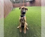 Small #3 Labrador Retriever Mix