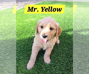 Golden Retriever Puppy for sale in BUCKEYE, AZ, USA