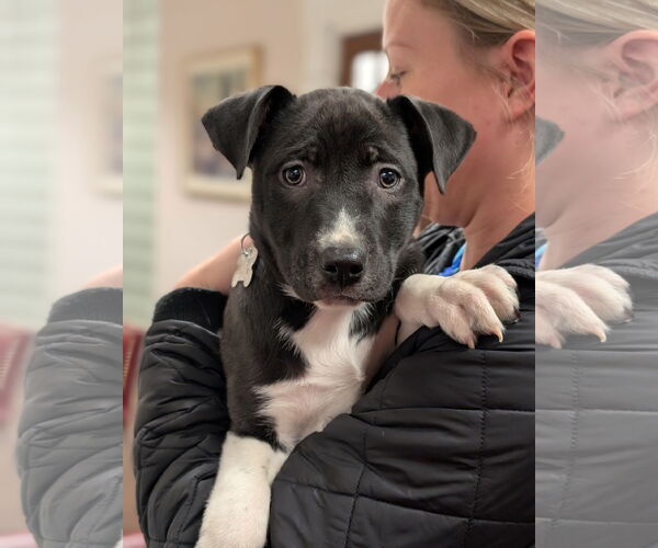 Medium Photo #8 Mutt Puppy For Sale in Holly Springs, NC, USA