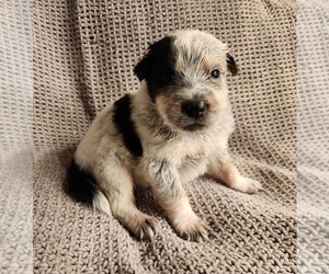 Texas Heeler Puppy for sale in UTICA, NY, USA