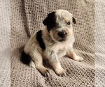 Image preview for Ad Listing. Nickname: Luke