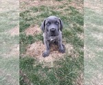 Puppy 8 Cane Corso