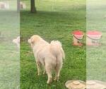Small Photo #24 Great Pyrenees Puppy For Sale in MOUNT AIRY, NC, USA