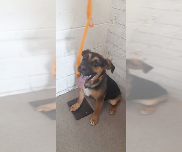 Medium Photo #2 German Shepherd Dog-Unknown Mix Puppy For Sale in San Bernardino, CA, USA