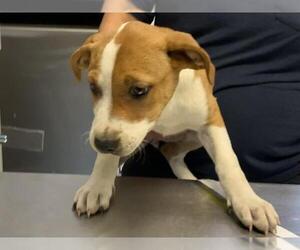 Australian Cattle Dog-Unknown Mix Dogs for adoption in Visalia, CA, USA