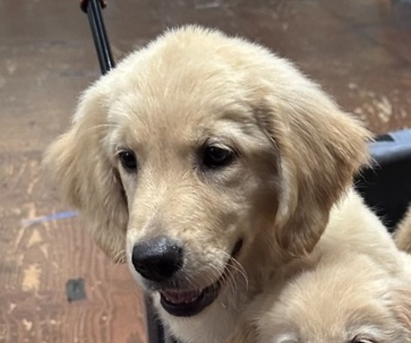 Medium Photo #2 Golden Retriever Puppy For Sale in CRETE, IL, USA