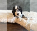 Small #8 Bernedoodle-Poodle (Standard) Mix