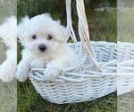Small #2 Maltese