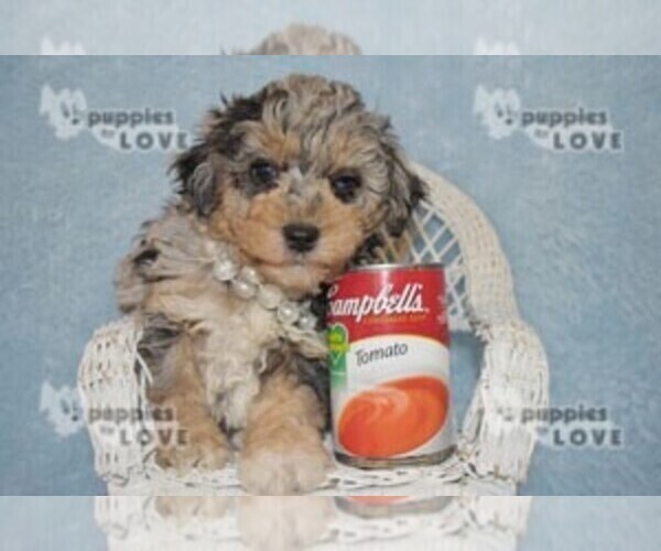 Medium Photo #8 Aussiedoodle Puppy For Sale in SANGER, TX, USA