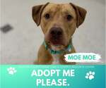 Small Labrador Retriever Mix