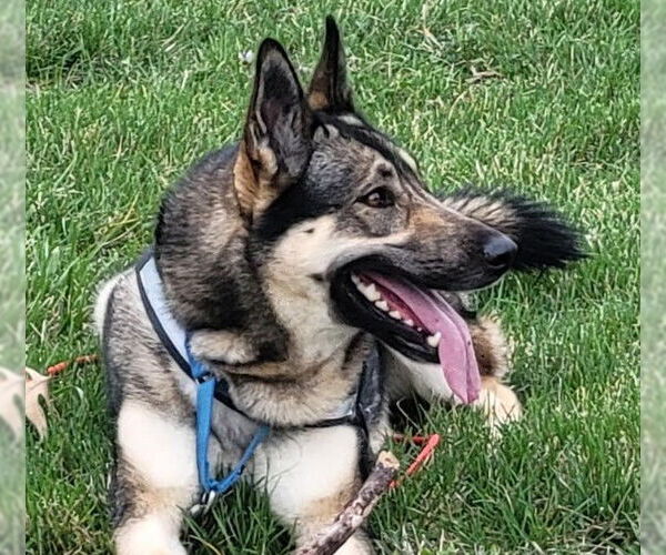 Medium Photo #8 German Shepherd Dog Puppy For Sale in Kansas City, MO, USA