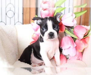 Boston Terrier Puppy for sale in NAPLES, FL, USA