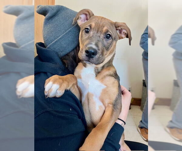 Medium Photo #1 Mutt Puppy For Sale in Webster, WI, USA