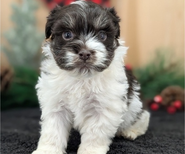 Medium Photo #13 Havanese Puppy For Sale in GOSHEN, IN, USA