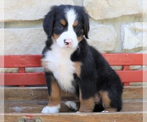 Bernese Mountain Dog Puppy for sale in FREDERICKSBG, OH, USA