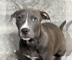 American Staffordshire Terrier-Unknown Mix Dogs for adoption in Bolivar, MO, USA